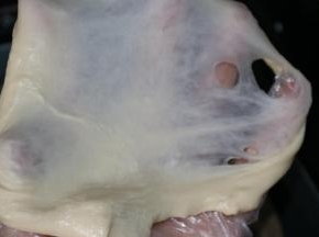 揉至面团能拉出薄而坚韧的薄膜，即完全阶段，将面团加盖保鲜膜放在温暖的地方进行基础发酵。