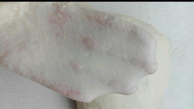 揉至薄膜，所谓的手套膜，盖保鲜膜进行第一次发酵
