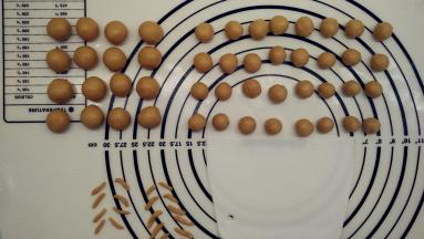 面团发酵期间我们来做泰迪熊耳朵和手脚。取出那个48g的面团，均分成16个剂子，每个3g，将它们滚圆备用。64g的面团均分成32个小剂子，每个2g，滚圆之后做泰迪熊的手脚。5g的面团擀开之后切成小条，做眉毛。