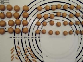 面团发酵期间我们来做泰迪熊耳朵和手脚。取出那个48g的面团，均分成16个剂子，每个3g，将它们滚圆备用。64g的面团均分成32个小剂子，每个2g，滚圆之后做泰迪熊的手脚。5g的面团擀开之后切成小条，做眉毛。