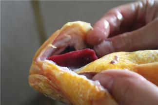 去除鱼鳃，取鱼鳃的时候先将鱼鳃和头部链接的地方掰开，顺着抽出来