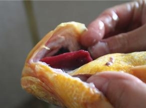 去除鱼鳃，取鱼鳃的时候先将鱼鳃和头部链接的地方掰开，顺着抽出来