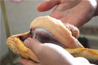 鱼肚剖开，再去内脏