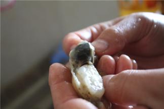 贴着贝壳边剃出贝肉，去掉内脏，就是黑乎乎的那一坨，只留白色的贝肉