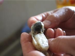 贴着贝壳边剃出贝肉，去掉内脏，就是黑乎乎的那一坨，只留白色的贝肉