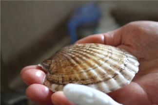 外壳用废弃的牙刷刷干净，留着后面摆盘的时候用