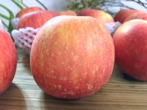 6、充足的光照有利于苹果糖分的积累，生长出来的苹果口感脆甜，汁液饱满，产出的苹果个大饱满，果皮红中带黄，果肉肥厚，光鲜诱人。