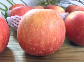 6、充足的光照有利于苹果糖分的积累，生长出来的苹果口感脆甜，汁液饱满，产出的苹果个大饱满，果皮红中带黄，果肉肥厚，光鲜诱人。