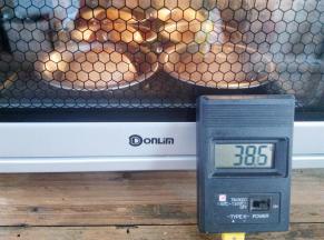 面团放入烤箱，选择发酵程序，实测温度38.5℃，时间35分钟