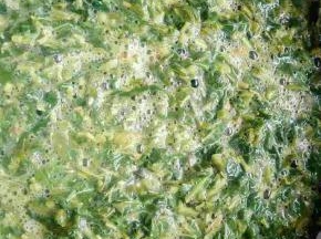 香椿切碎打入鸡蛋，并加入少许盐一起搅拌均匀