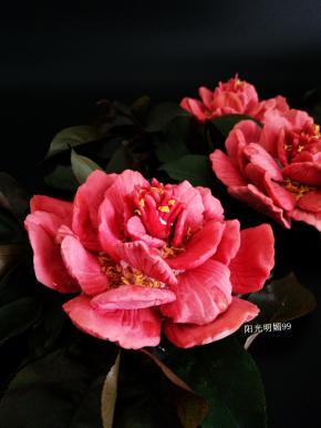 唯有牡丹真国色，