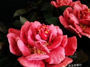 唯有牡丹真国色，