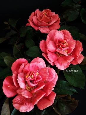 花开时节动京城。