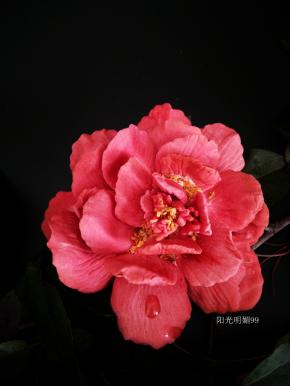 庭前芍药妖无格，