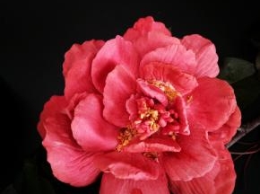 庭前芍药妖无格，