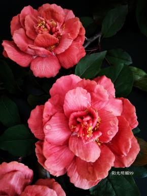 池上芙蕖净少情。