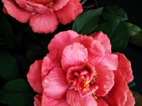 池上芙蕖净少情。