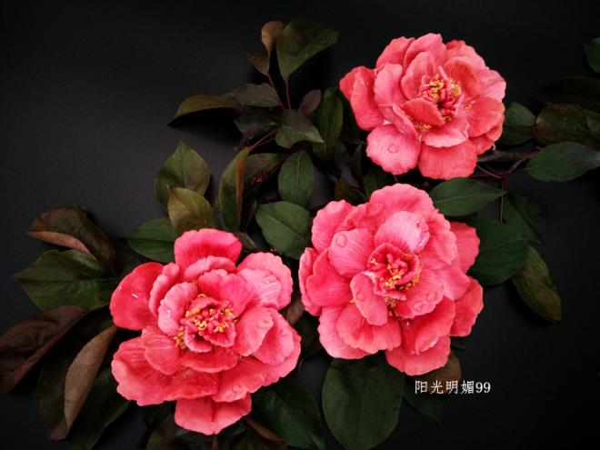 国色天香饼干【创意烘焙】