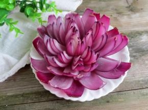 绽放的洋葱花