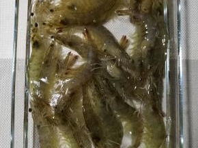 海虾洗净