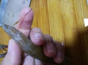 去除虾线，一根黑色的，那是虾的肠子，将下的尾部摊平