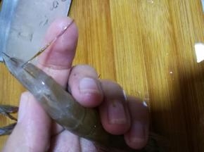 去除虾线，一根黑色的，那是虾的肠子，将下的尾部摊平