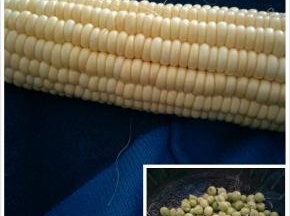 鲜玉米和青豆