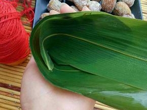 叶子用剪刀剪去叶梗，两片叶子叶梗处重叠一点，然后折出一个小漏斗