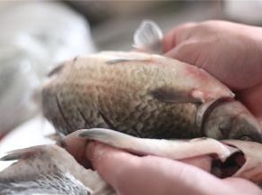 鱼身表面切斜刀，抹上盐、白胡椒粉腌制