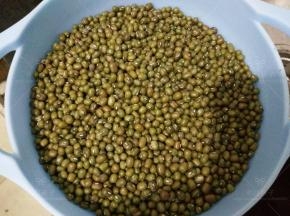 将称量好的绿豆清洗干净。