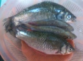 杀好的鱼清洗干,沥干水分.