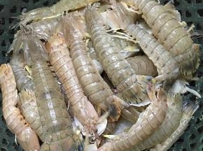 皮皮虾清洗干净，沥干水分。