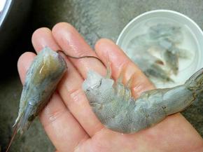 大虾去头剥皮，去头时可以一并把虾线拽出来