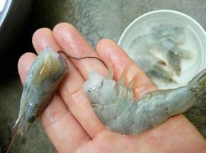大虾去头剥皮，去头时可以一并把虾线拽出来