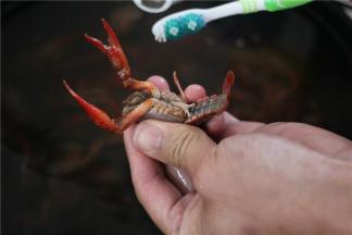 将买回来的小龙虾用淡盐水浸泡约30分钟后，置于流动水下用牙刷反复刷洗，直至水清。然后从眼部剪去头须, 剪去腿、 爪及尾, 取出沙包、 沙线