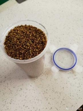 我直接在锅里将苦荞放凉，然后装入密封的盒子里，防止受潮，随取随用。