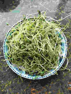 茶豆去掉毛根，洗干净。