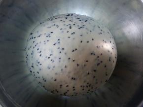 4. 加入黑芝麻揉均匀，面团收圆，盖保鲜膜放温暖处发酵。