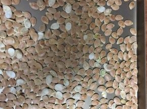 隔三分钟左右就停下来搅合一下，戴手套注意烫手，直至干燥，烤箱不同温度也不同，我是烤了大概20多分钟左右吧，时间不定。那些白色的就是瘪的，没有瓜子仁儿的~挑出去扔掉即可~