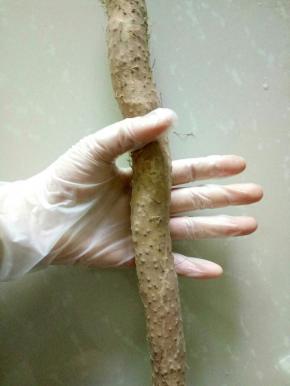 现在削山药