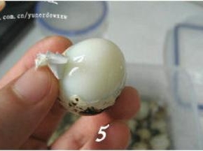 取出鹌鹑蛋剥壳；