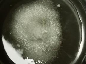 现在来熬焦糖，准备一个大一点的锅，保证爆米花能在里面翻拌就可以，水和糖放入锅里，水没过糖，开中火让它煮沸，记住不要去搅拌它，要不糖浆会返砂，就会变成白色糖粉了