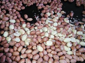 花生烤到轻微皮裂就可以拿出来了，去掉花生皮，分成2瓣儿