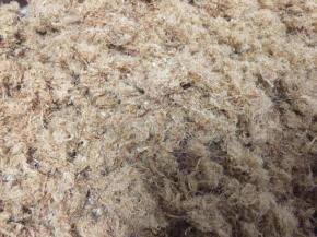 晾凉后的肉松，干燥，松散。