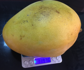 为了测量芒果干的成品重量~全程称重测量~整芒1197克。