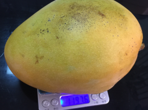 为了测量芒果干的成品重量~全程称重测量~整芒1197克。