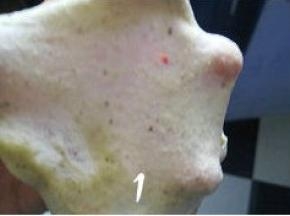 除黄油外的所有材料混合，揉至面团光滑，出现面筋时，加入黄油揉至面筋扩展（面团能拉出透明薄膜，抻开的洞口边缘不太光滑，呈锯齿状），收入容器中，盖上保鲜膜放温暖处发酵；