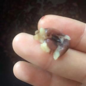 煮好的豆子不会开花，用手指轻轻一碾就碎。