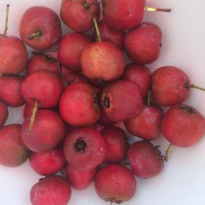 山楂洗干净。
去掉山楂蒂。