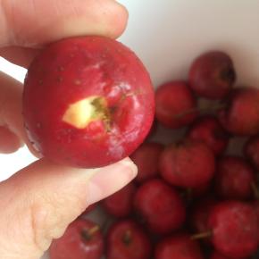 山楂洗干净。
去掉山楂蒂。